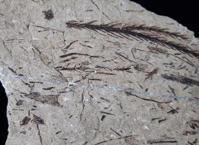 Doliostrobus taxiformis KVACEK 1971 - Bild © FossNet FossilienStore